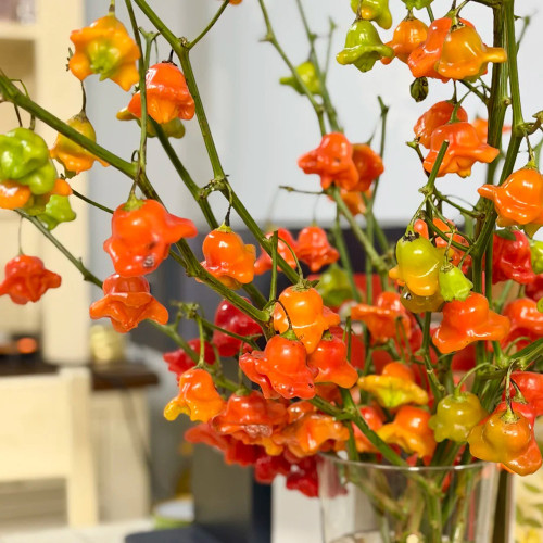 Bishop's Hat Pepper Seeds | Capsicum baccatum | Decorative Edible Hot Pepper