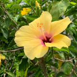 Pale Yellow Hibiscus Seeds | Hibiscus rosa-sinensis | Tropical Ornamental Shrub Flower