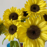 Lemon Yellow Sunflower Seeds | Helianthus annuus | Multi-headed Single Petal Cut Flower