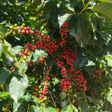 Yunnan Pu'er Catimor Parchment Coffee Seeds | Coffea arabica × canephora 'Catimor' | Unprocessed Arabica Raw Coffee