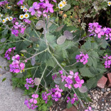 Silver Dollar Plant Seeds | Lunaria annua | Translucent Pod Dried Cut Flower