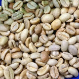 Yunnan Pu'er Catimor Parchment Coffee Seeds | Coffea arabica × canephora 'Catimor' | Unprocessed Arabica Raw Coffee