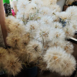 Giant Salsify Seeds | Tragopogon porrifolius | Drought Tolerant Ornamental Wildflower