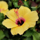 Pale Yellow Hibiscus Seeds | Hibiscus rosa-sinensis | Tropical Ornamental Shrub Flower