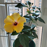 Pale Yellow Hibiscus Seeds | Hibiscus rosa-sinensis | Tropical Ornamental Shrub Flower