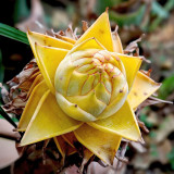 Ground Burst Golden Lotus Seeds | Musella lasiocarpa | Long Blooming Sacred Tropical Flower