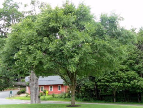 Chinese Elm Tree Seeds | Ulmus parvifolia | Hardy Drought Tolerant Landscape Shade Tree