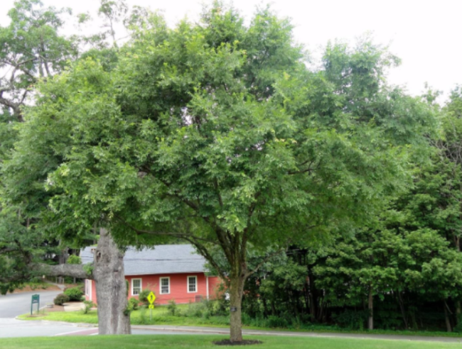 Chinese Elm Tree Seeds | Ulmus parvifolia | Hardy Drought Tolerant Landscape Shade Tree