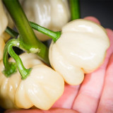 White Habanero Pepper Seeds | Capsicum chinense | Super Hot Cream White Wrinkled Chili Pods
