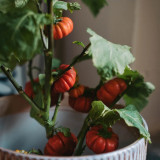 African Red Scarlet Eggplant Seeds | Solanum integrifolium | Bright Red Decorative Ornamental Fruit