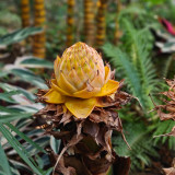 Ground Burst Golden Lotus Seeds | Musella lasiocarpa | Long Blooming Sacred Tropical Flower