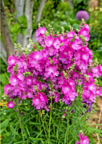 Pretty Pink Sidalcea Seeds | Sidalcea malviflora | Easy Grow Miniature Hollyhock Perennial