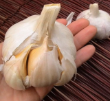 Elephant Garlic Huge Bulbs | Allium ampeloprasum | Non GMO Mild Taste Spring Fall Planting
