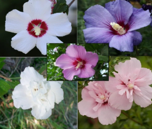 Mixed Colors Rose of Sharon Seeds | Hibiscus syriacus | Single & Double Flower Hardy Shrub