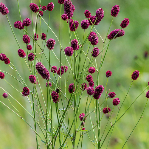 Great Burnet Seeds | Sanguisorba officinalis | Perennial Red Spherical Cut Flower