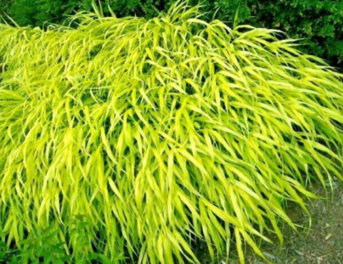 All Gold Japanese Forest Grass Seeds | Hakonechloa macra 'All Gold' | Golden Shade Tolerant Ornamental Grass