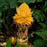 Ground Burst Golden Lotus Seeds | Musella lasiocarpa | Long Blooming Sacred Tropical Flower