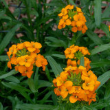Orange Wallflower Seeds | Erysimum cheiri | Strong Scent Spring Ornamental Flower