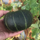 Mini Black Baby Pumpkin Seeds | Cucurbita maxima | Hybrid Dark Green Sweet Kabocha Squash