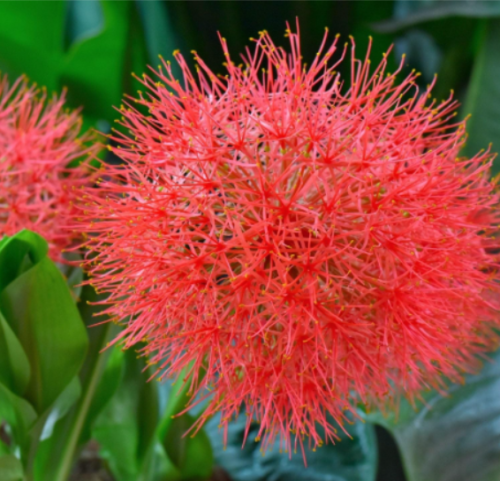 African Blood Lily Bulbs | Haemanthus coccineus | Exotic Summer Red Pom-pom Blooms
