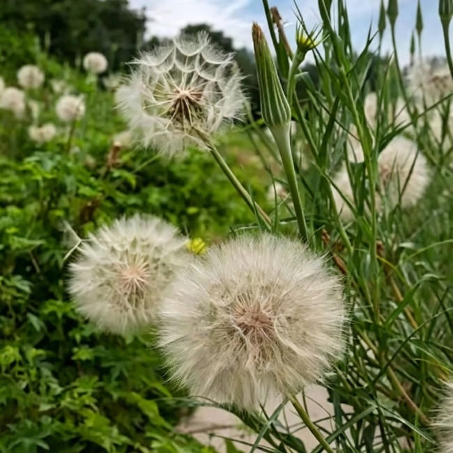 Giant Salsify Seeds | Tragopogon porrifolius | Drought Tolerant Ornamental Wildflower