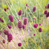 Great Burnet Seeds | Sanguisorba officinalis | Perennial Red Spherical Cut Flower