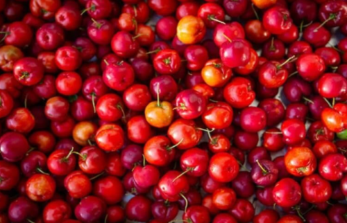 Acerola Cherry Seeds | Malpighia emarginata | High Vitamin C Barbados Fruit Shrub