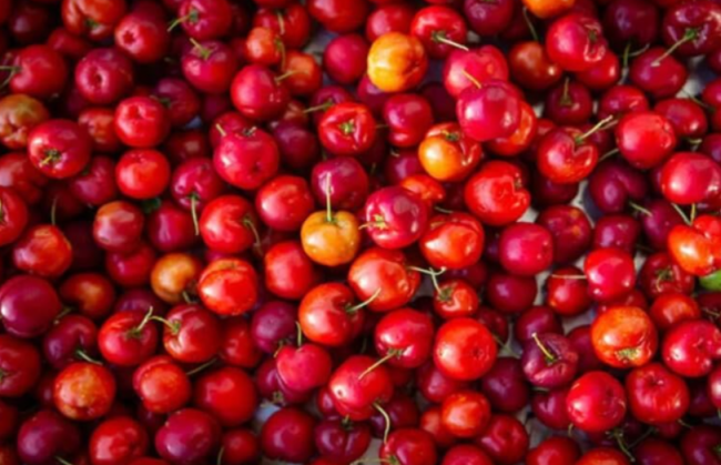 Acerola Cherry Seeds | Malpighia emarginata | High Vitamin C Barbados Fruit Shrub
