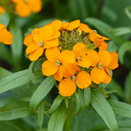 Orange Wallflower Seeds | Erysimum cheiri | Strong Scent Spring Ornamental Flower