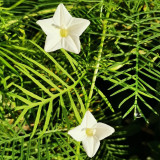 White Cypress Vine Seeds | Ipomoea quamoclit | Feather Leaf White Star Climbing Flower