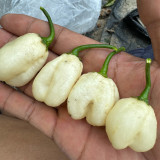 White Habanero Pepper Seeds | Capsicum chinense | Super Hot Cream White Wrinkled Chili Pods