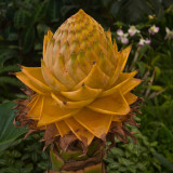 Ground Burst Golden Lotus Seeds | Musella lasiocarpa | Long Blooming Sacred Tropical Flower