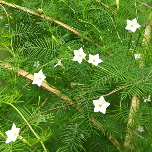 White Cypress Vine Seeds | Ipomoea quamoclit | Feather Leaf White Star Climbing Flower