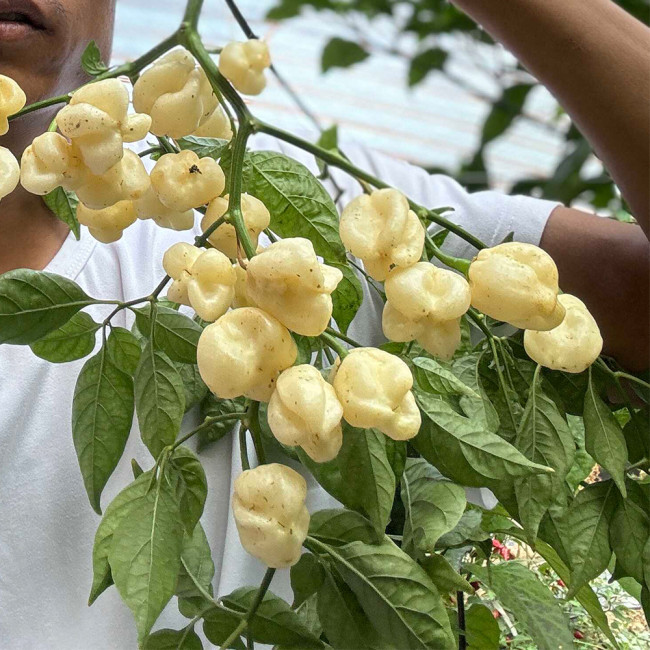 White Habanero Pepper Seeds | Capsicum chinense | Super Hot Cream White Wrinkled Chili Pods