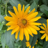 False Sunflower Seeds | Heliopsis helianthoides | Perennial Yellow Garden Bloom