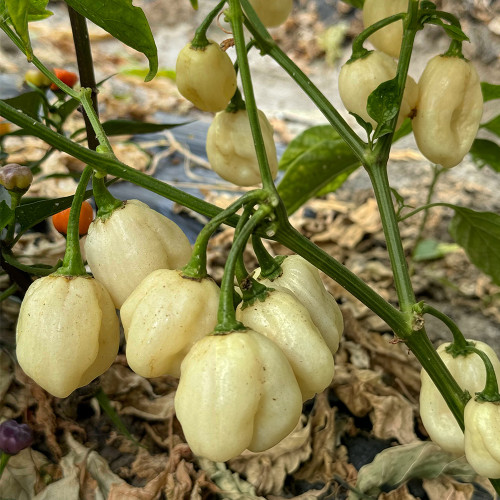 White Habanero Pepper Seeds | Capsicum chinense | Super Hot Cream White Wrinkled Chili Pods