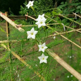 White Cypress Vine Seeds | Ipomoea quamoclit | Feather Leaf White Star Climbing Flower