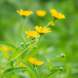 False Sunflower Seeds | Heliopsis helianthoides | Perennial Yellow Garden Bloom