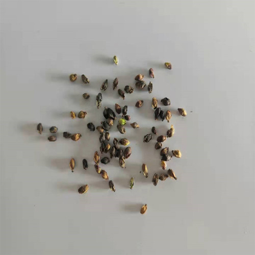 Great Burnet Seeds | Sanguisorba officinalis | Perennial Red Spherical Cut Flower