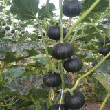 Mini Black Baby Pumpkin Seeds | Cucurbita maxima | Hybrid Dark Green Sweet Kabocha Squash