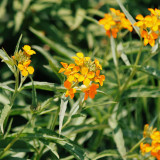 Orange Wallflower Seeds | Erysimum cheiri | Strong Scent Spring Ornamental Flower