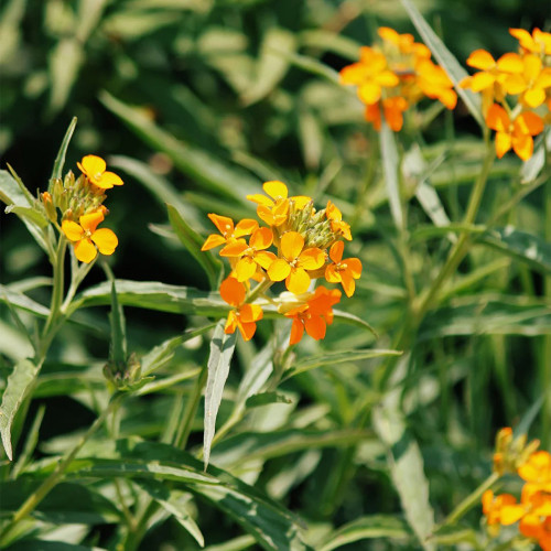 Orange Wallflower Seeds | Erysimum cheiri | Strong Scent Spring Ornamental Flower