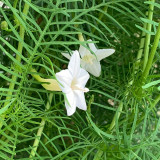 White Cypress Vine Seeds | Ipomoea quamoclit | Feather Leaf White Star Climbing Flower