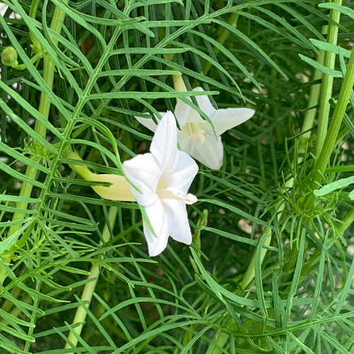 White Cypress Vine Seeds | Ipomoea quamoclit | Feather Leaf White Star Climbing Flower
