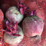 HC Purple Top Beet Seeds | Beta vulgaris | Nutritious Red Root Vegetable