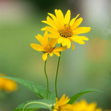 False Sunflower Seeds | Heliopsis helianthoides | Perennial Yellow Garden Bloom
