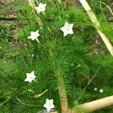 White Cypress Vine Seeds | Ipomoea quamoclit | Feather Leaf White Star Climbing Flower