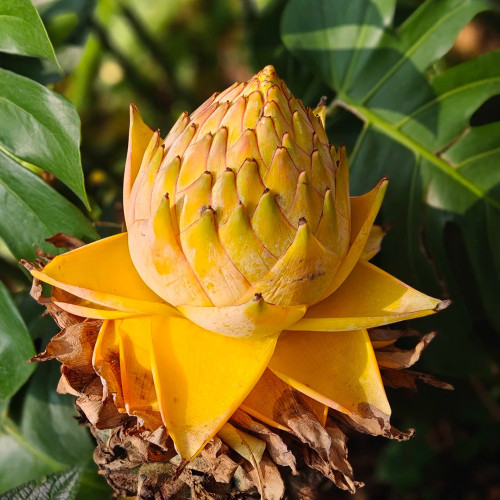 Ground Burst Golden Lotus Seeds | Musella lasiocarpa | Long Blooming Sacred Tropical Flower