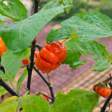 African Red Scarlet Eggplant Seeds | Solanum integrifolium | Bright Red Decorative Ornamental Fruit
