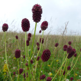 Great Burnet Seeds | Sanguisorba officinalis | Perennial Red Spherical Cut Flower